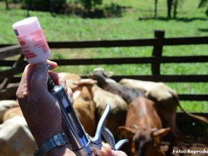 Segunda etapa de vacinação contra a febre aftosa tem cobertura de 95%