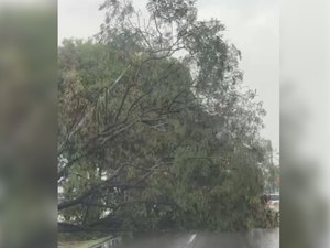 Árvore tomba em canteiro central da AL-104; trânsito fica parcialmente obstruído