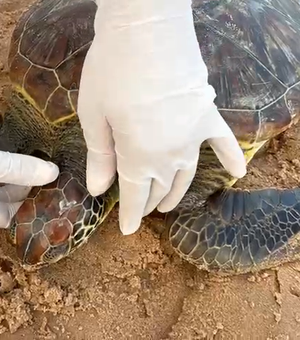 [Vídeo] Tartaruga verde é resgatada com marcas de rede e traumatismo craniano