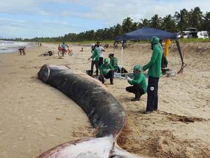 Instituto Biota conclui necropsia de baleia encalhada na Barra de Santo Antônio