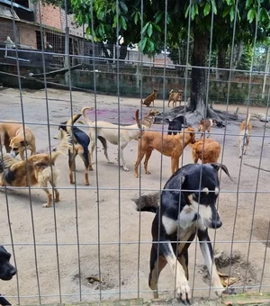 Instituto Animal Esperança é despejado e lamenta falta de ações do Poder Público: 'um descaso'