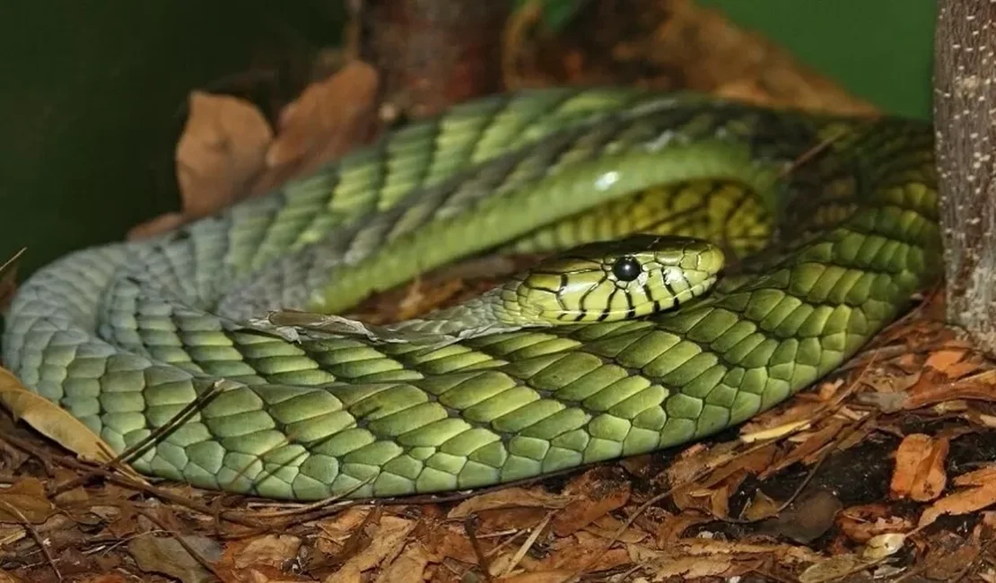 Cobra 'muito venenosa' escapa em cidade da Holanda, e polícia faz apelo