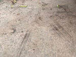 [Vídeo] “Chupa-frango”? Mais de 15 galos aparecem sem cabeça em Feira Grande 