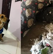 SP: cão rasga cama e revela que absorventes usados substituíam espuma