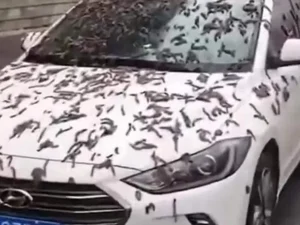 Tá chovendo verme? Teorias explicam 'larvas' que cobrem carros na China.