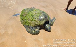 Alagoas registra mais de 500 encalhes de tartarugas marinhas em 2025