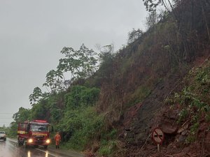 Bombeiros removem árvore que caiu em trecho da BR-104 em Branquinha