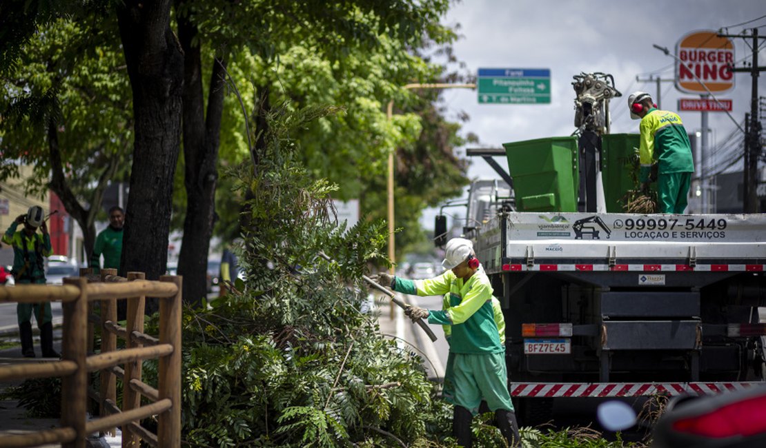 Saiba como solicitar poda e supressão de árvores em casos de risco de queda