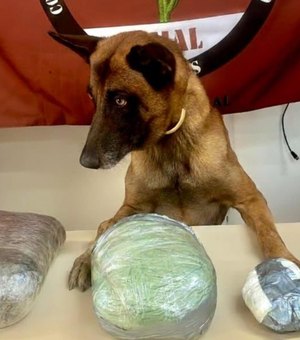 Cocaína e maconha são apreendidas em van de transporte complementar em Jaramataia