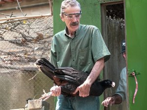 Mutum-de-alagoas, ave extinta em seu habitat natural, retornará para as matas do Estado