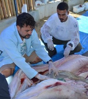 Professor da Ufal é convidado para examinar tubarão raro encontrado em Sergipe