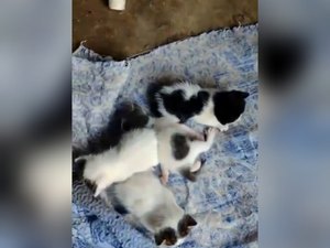 Homem amarra gatos em saco e mata animais em Colônia Leopoldina