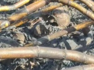 Ossada humana é encontrada por trabalhadores rurais em plantação de cana no Centro de Coruripe