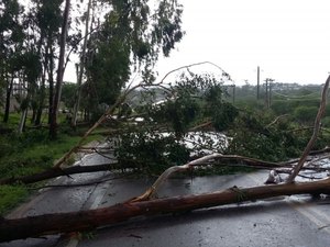 Ventania derruba árvores e interrompe PE-218