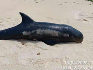 Filhote de golfinho raro é encontrado morto no litoral sul de Alagoas