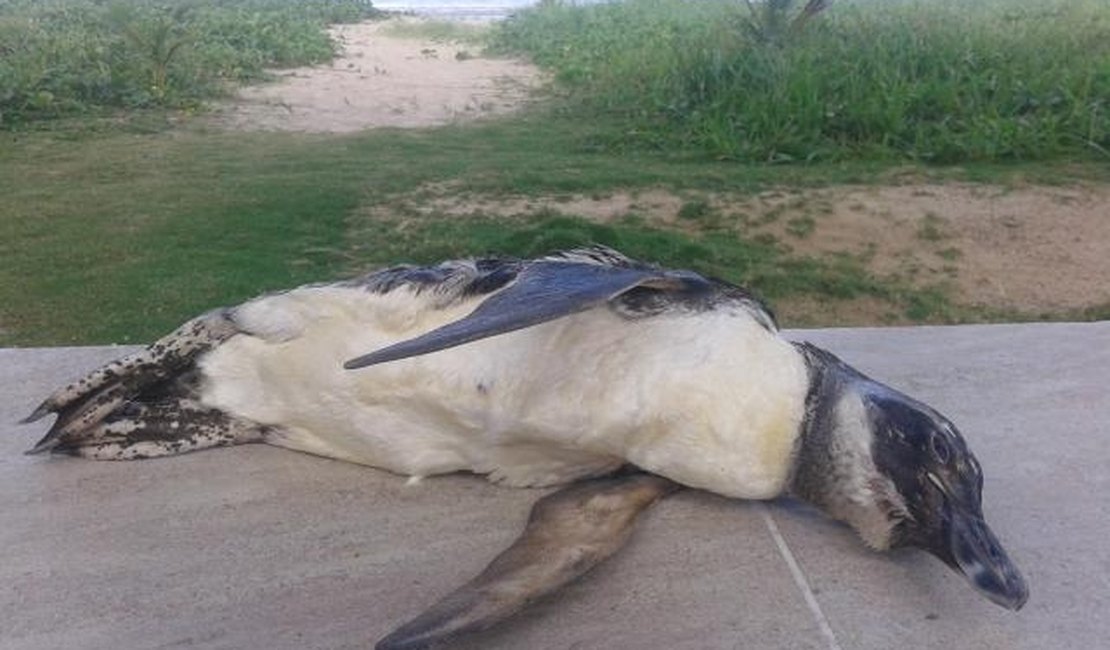 Mais um pinguim é encontrado morto no litoral norte de Alagoas
