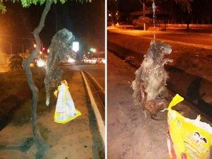 Cães são mortos e pendurados em árvores