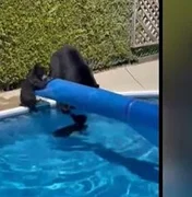 Em meio a onda de calor recorde, ursos invadem piscina no Canadá