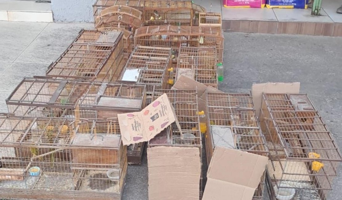 Polícia resgata aves silvestres e desarticula pontos de venda ilegal na Região Norte
