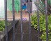 Policia investiga possível situação de maus-tratos contra idosa de 91 anos em União dos Palmares