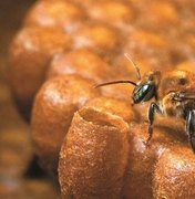 Curso disseminará técnicas de criação de abelhas sem ferrão no Estado