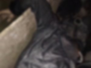 Polícia identifica homem morto em barraco e investiga homicídio em Arapiraca