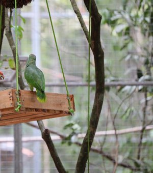 Papagaios Chauás serão transferidos para reserva ambiental do Rio Niquim