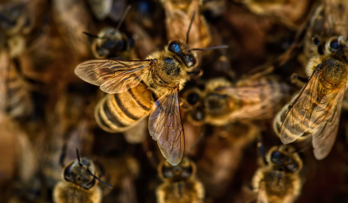 Bombeiros são acionados para realizar oito capturas de abelhas em menos de 24h