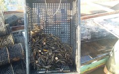 FPI do São Francisco combate pesca predatória e resgata 1.500 espécimes de camarões