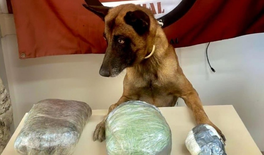 Cocaína e maconha são apreendidas em van de transporte complementar em Jaramataia