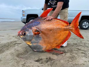 Peixe-lua raro é encontrado morto em praia dos EUA