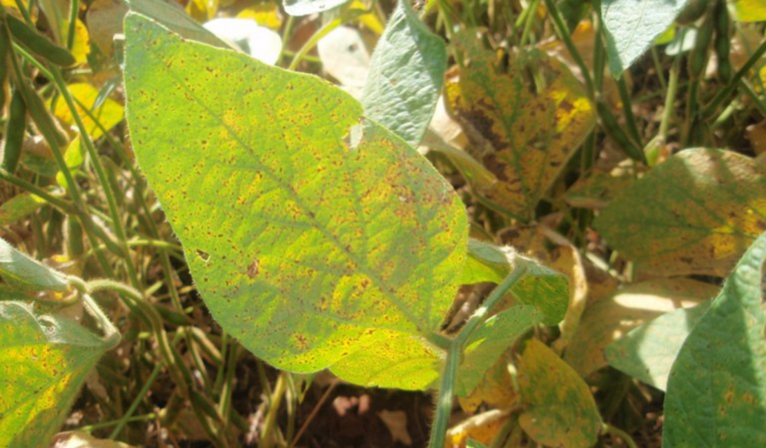 Estado de Alagoas inicia vazio sanitário da cultura da soja em janeiro