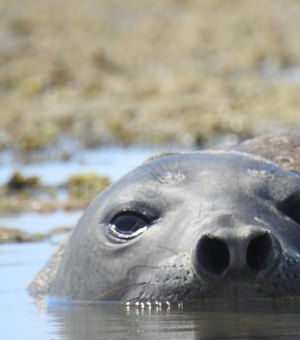 ICMBio pede ajuda da população para investigar morte de elefante-marinho em AL