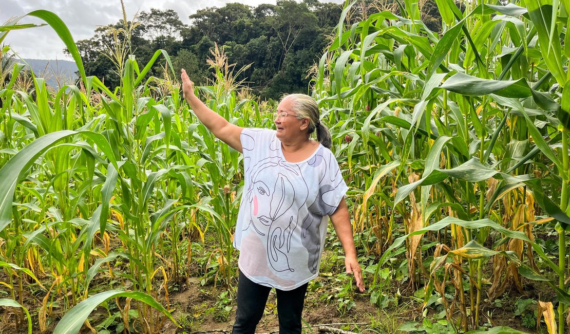 Safra boa: Agricultora comemora colheita de milho verde com sementes doadas pelo Planta Alagoas