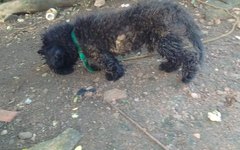 Cãozinho foi encontrado perambulando no sitio Poção na tarde de segunda (05)
