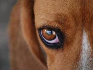 Animais com sinais de maus-tratos são resgatados em Rio Largo