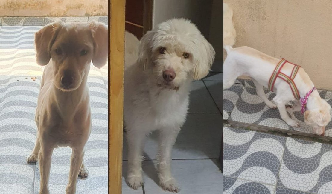 Donos oferecem recompensa para encontrar cadela desaparecida em Arapiraca
