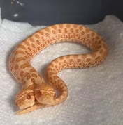 Cobra rara surpreende ao nascer com duas cabeças, que brigam entre si