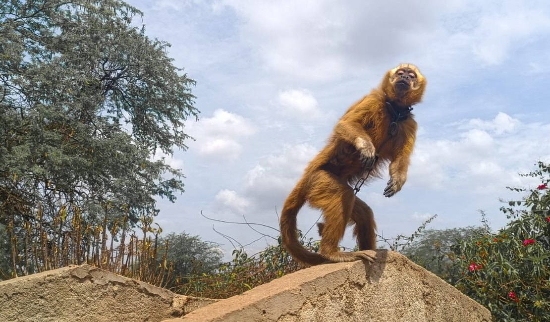 Macaco-prego-galego mantido acorrentado e sob o sol é resgatado pela FPI no Sertão