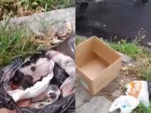 Cinco filhotes de gatos são achados em sacola de lixo amarrada em Maceió