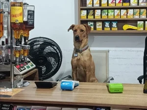 De cão de rua a funcionário do mês: conheça o vira-lata Antônio