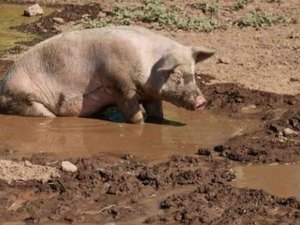 Homem bebe demais, luta com porco, tem pênis arrancado e morre