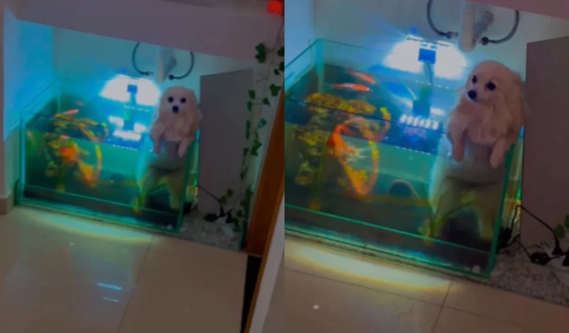 Cadela cai em aquário ao tentar “nadar” com irmãos pets