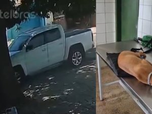 Cachorrinha fica paraplégica após ser atropelada por motorista de Hilux no Feitosa; suspeito foi identificado