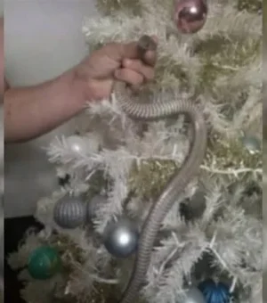 Vídeo. Família acha cobra enrolada em árvore de Natal
