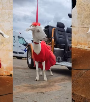 Cabrita passeia de coleira, convive com cães e gatos e vira celebridade no interior de SP