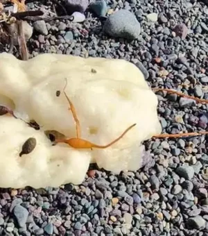 Surgimento de 'gosmas' brancas em praias do Canadá intriga moradores e cientistas