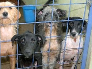 Donos de animais abandonam pets em feiras