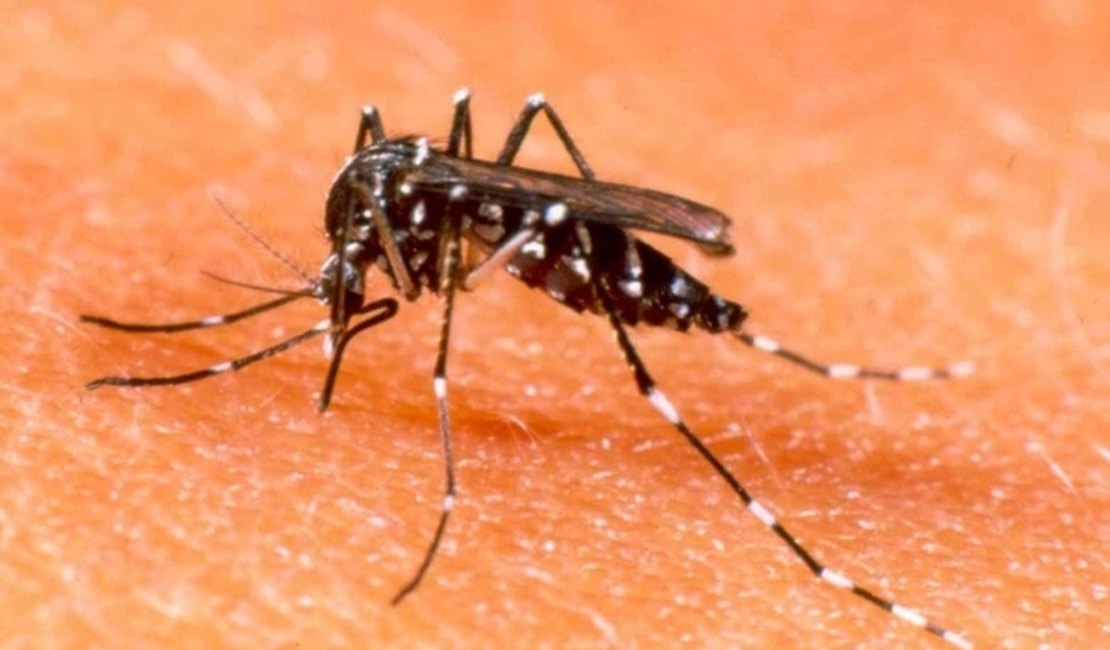 Mutirão de combate ao Aedes aegypti será na sexta-feira (11)