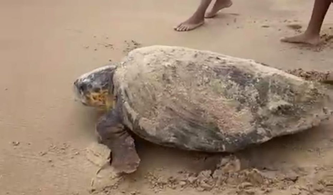 [Vídeo] Tartaruga é vista na areia por banhistas na praia de Lagoa do Pau, em Coruripe